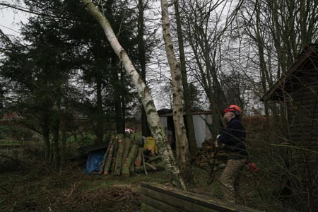 træfældning (12)