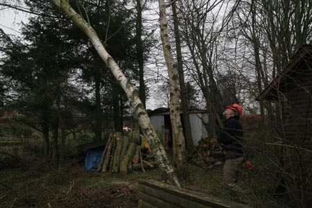 træfældning (13)