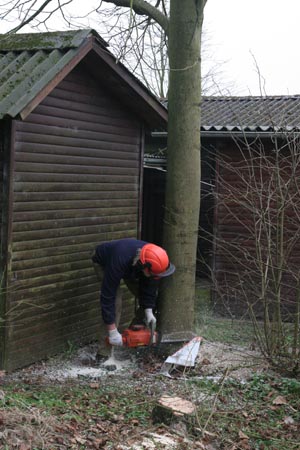 træfældning (15)